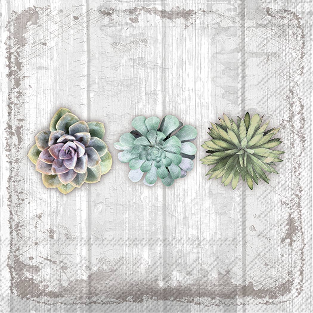 Succulents Still Life Large Paper Napkins - 20pk