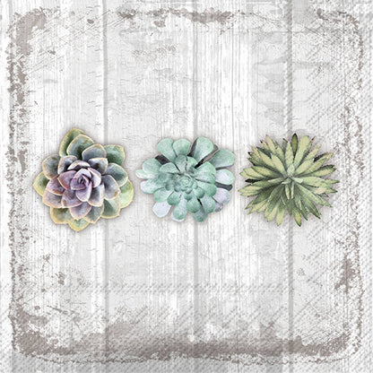 Succulents Still Life Large Paper Napkins - 20pk