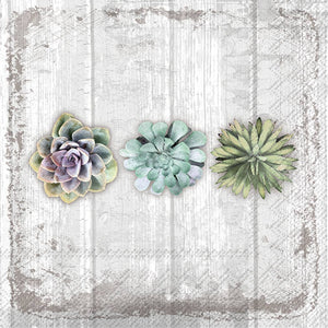 Succulents Still Life Paper Lunch Napkins