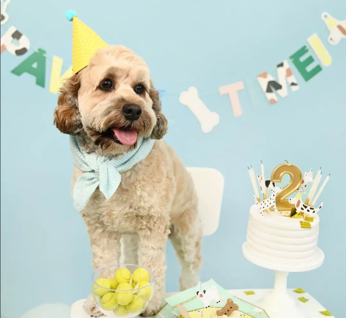 Pawty Time Banner