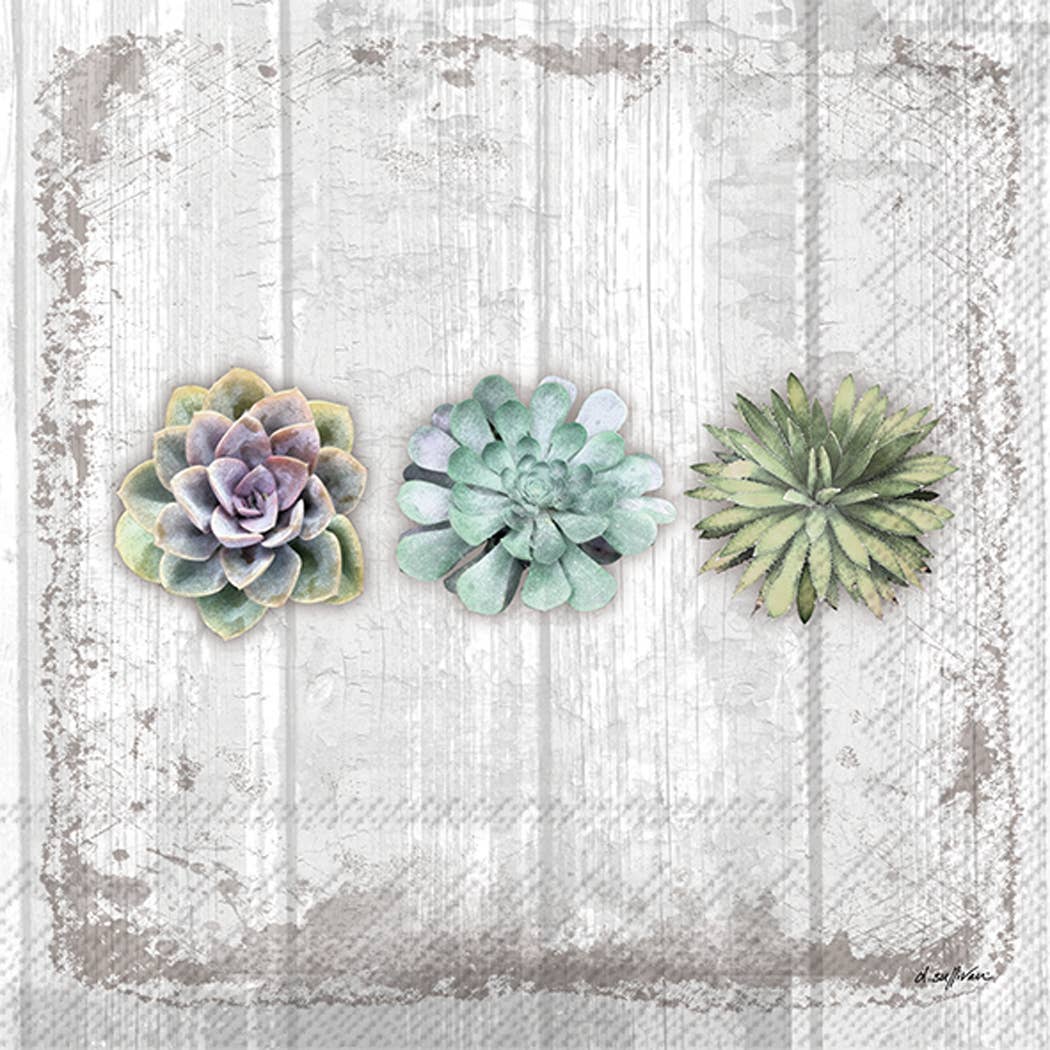 Succulents Still Life Paper Cocktail Napkins - 20pk